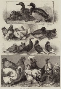 Nagroda Birds na Birmingham Poultry Show